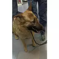 Foto dell\'animale cane - Matr. 2023/0270 - Microchip 380260102098891