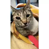 Foto dell\'animale gatto - Matr. 2023/0273 - Microchip 380260044750885
