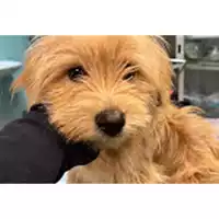 Foto dell\'animale cane - Matr. 2023/0284 - Microchip 380260044750900