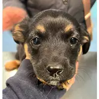 Foto dell\'animale cane - Matr. 2023/0280 - Microchip 380260044750968
