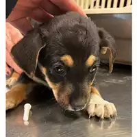 Foto dell\'animale cane - Matr. 2023/0282 - Microchip 380260044750291