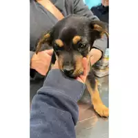 Foto dell\'animale cane - Matr. 2023/0283 - Microchip 380260044750331