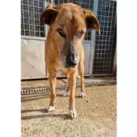 Foto dell\'animale cane - Matr. 2022/2276 - Microchip 380260044731841