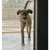 Foto dell\'animale cane - Matr. 2023/0285 - Microchip 380260044749999