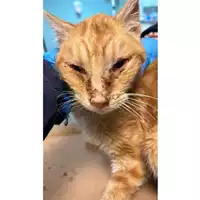Foto dell\'animale gatto - Matr. 2023/0288 - Microchip 380260044750751