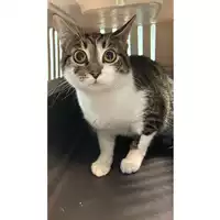 Foto dell\'animale gatto - Matr. 2023/0287 - Microchip 380260044751118