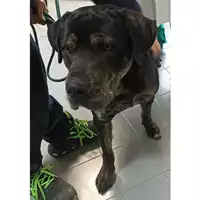 Foto dell\'animale cane - Matr. 2023/0291 - Microchip 380260044750225