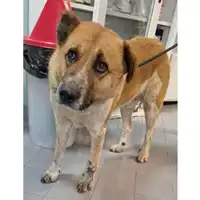 Foto dell\'animale cane - Matr. 2023/0293 - Microchip 380260044750925