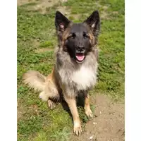 Foto dell\'animale cane - Matr. 2019/0414 - Microchip 380260043526754
