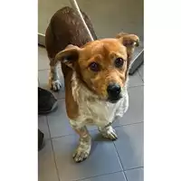 Foto dell\'animale cane - Matr. 2023/0296 - Microchip 380260044750440