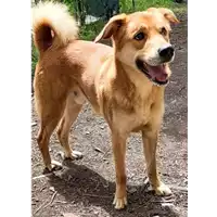 Foto dell\'animale cane - Matr. 2022/0843 - Microchip 380260044476823