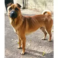 Foto dell\'animale cane - Matr. 2022/2303 - Microchip 380260044749492