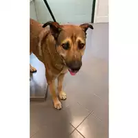 Foto dell\'animale cane - Matr. 2022/1317 - Microchip 380260044579700