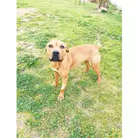 Foto dell\'animale cane - Matr. 2023/0069 - Microchip 380260044748259