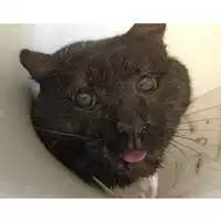 Foto dell\'animale gatto - Matr. 2023/0299 - Microchip 380260044751158