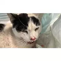 Foto dell\'animale gatto - Matr. 2023/0298 - Microchip 380260044750684