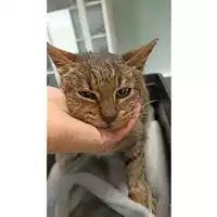 Foto dell\'animale gatto - Matr. 2023/0300 - Microchip 380260044750957