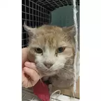 Foto dell\'animale gatto - Matr. 2023/0302 - Microchip 380260044750226