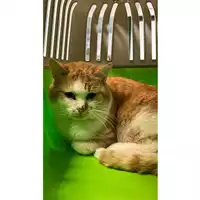 Foto dell\'animale gatto - Matr. 2023/0303 - Microchip 380260044751033