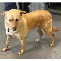 Foto dell\'animale cane - Matr. 2023/0304 - Microchip 380260004199891