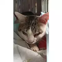 Foto dell\'animale gatto - Matr. 2023/0309 - Microchip 380260044751143