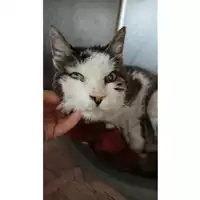 Foto dell\'animale gatto - Matr. 2023/0310 - Microchip 380260044750865