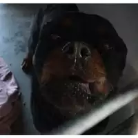 Foto dell\'animale cane - Matr. 2023/0308 - Microchip 380260101322908