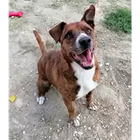 Foto dell\'animale cane - Matr. 2017/1179 - Microchip 380260043319046