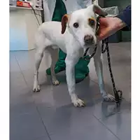 Foto dell\'animale cane - Matr. 2023/0312 - Microchip 380260044750601