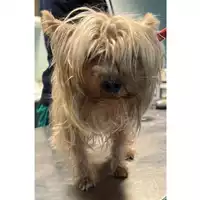 Foto dell\'animale cane - Matr. 2022/2362 - Microchip 380260002471919