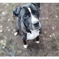 Foto dell\'animale cane - Matr. 2022/1661 - Microchip 380260044733045