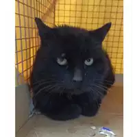 Foto dell\'animale gatto - Matr. 2023/0315 - Microchip 380260044750508