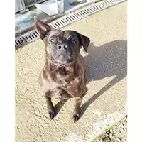 Foto dell\'animale cane - Matr. 2023/0316 - Microchip 380260044751095