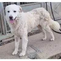 Foto dell\'animale cane - Matr. 2023/0317 - Microchip 380260044750421