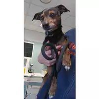 Foto dell\'animale cane - Matr. 2023/0319 - Microchip 380260044751027