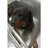Foto dell\'animale cane - Matr. 2023/0321 - Microchip 380260004920279