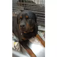 Foto dell\'animale cane - Matr. 2023/0322 - Microchip 380260101215591