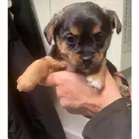 Foto dell\'animale cane - Matr. 2023/0326 - Microchip 380260044750898