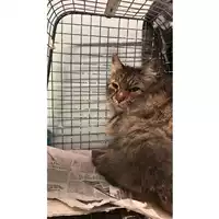 Foto dell\'animale gatto - Matr. 2023/0172 - Microchip 380260044930647