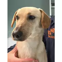 Foto dell\'animale cane - Matr. 2023/0329 - Microchip 380260044750396