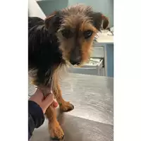Foto dell\'animale cane - Matr. 2023/0330 - Microchip 380260044750781