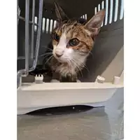 Foto dell\'animale gatto - Matr. 2023/0333 - Microchip 380260044750669