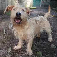 Foto dell\'animale cane - Matr. 2022/2370 - Microchip 380260044475015