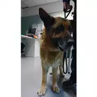 Foto dell\'animale cane - Matr. 2023/0337 - Microchip 380260080088391