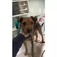 Foto dell\'animale cane - Matr. 2023/0336 - Microchip 380260044750412