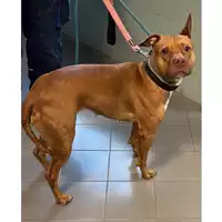 Foto dell\'animale cane - Matr. 2023/0338 - Microchip 380260002891476