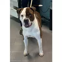 Foto dell\'animale cane - Matr. 2023/0339 - Microchip 380260044750922