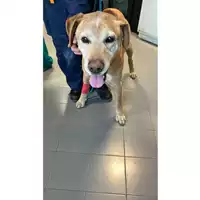 Foto dell\'animale cane - Matr. 2023/0340 - Microchip 380260044750770