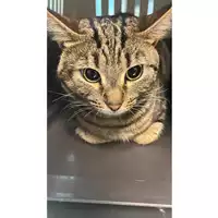 Foto dell\'animale gatto - Matr. 2023/0341 - Microchip 380260044732413