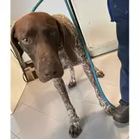 Foto dell\'animale cane - Matr. 2023/0343 - Microchip 380260044446838